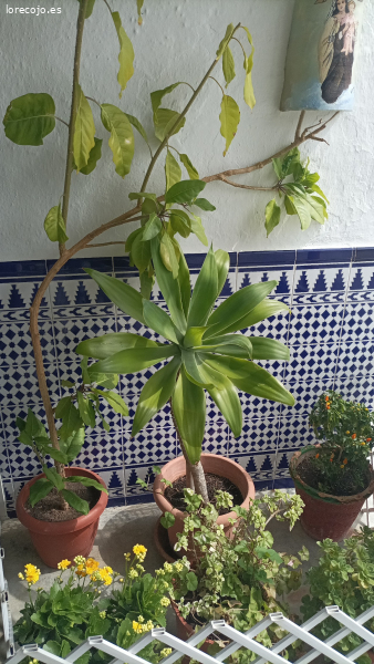 flores con sus macetas