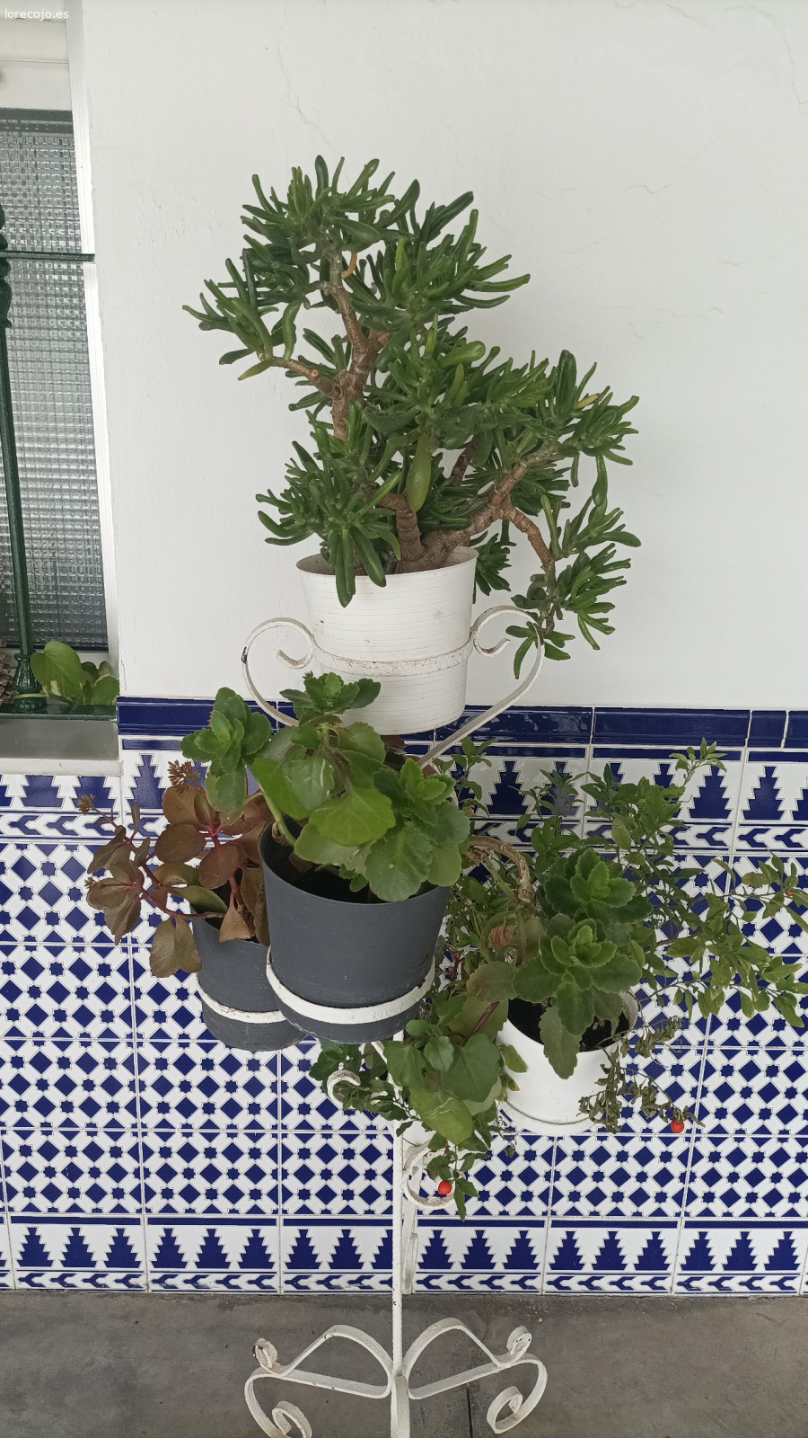 flores con sus macetas. regalo plantas pq me cambio de domicilio y no me las puedo llevar