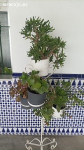 flores con sus macetas