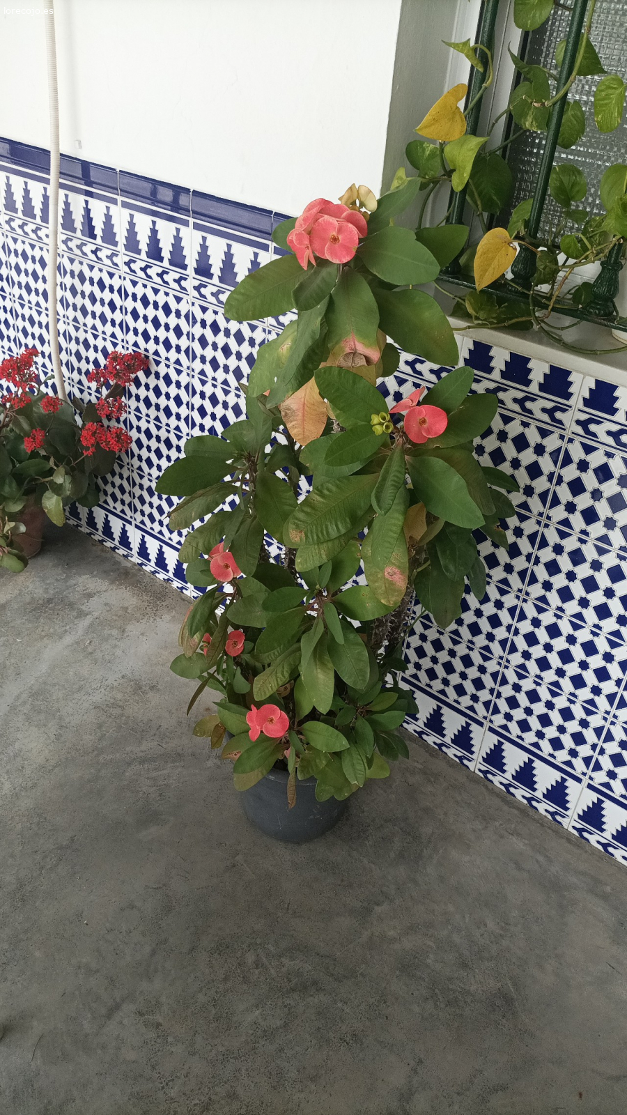 flores con sus macetas. regalo plantas pq me cambio de domicilio y no me las puedo llevar