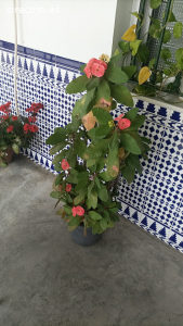 flores con sus macetas
