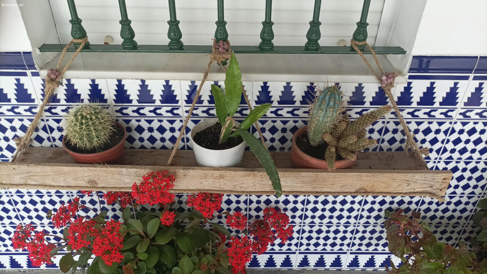 flores con sus macetas. regalo plantas pq me cambio de domicilio y no me las puedo llevar