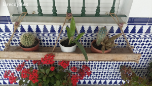 flores con sus macetas