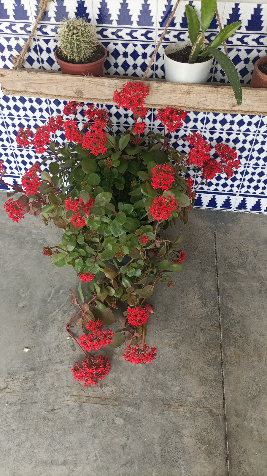 flores con sus macetas. regalo plantas pq me cambio de domicilio y no me las puedo llevar