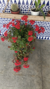 flores con sus macetas