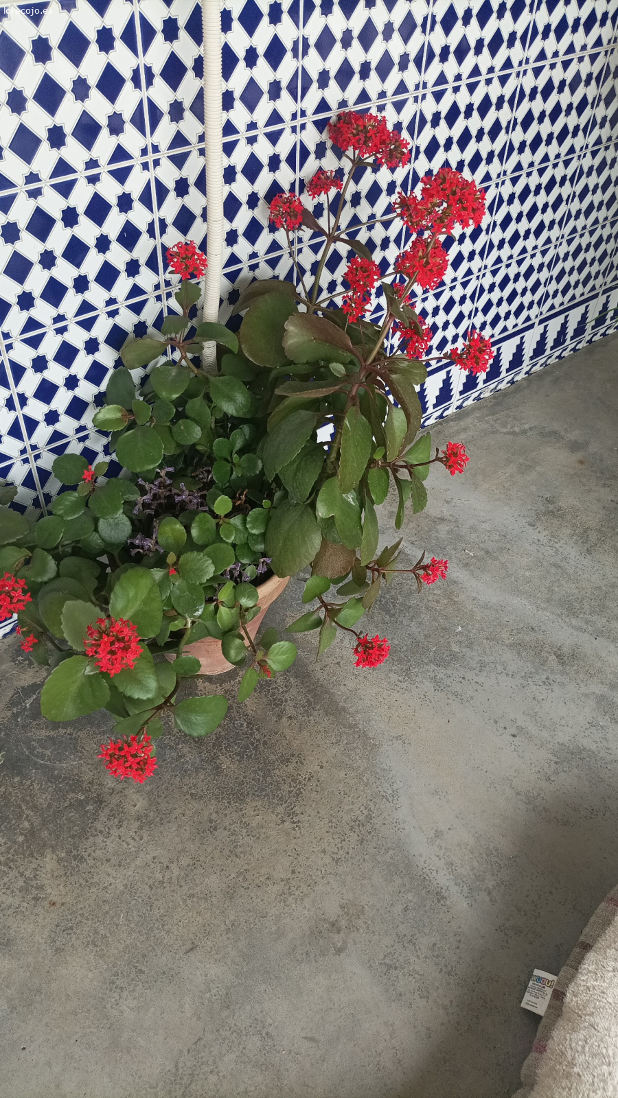 flores con sus macetas. regalo plantas pq me cambio de domicilio y no me las puedo llevar